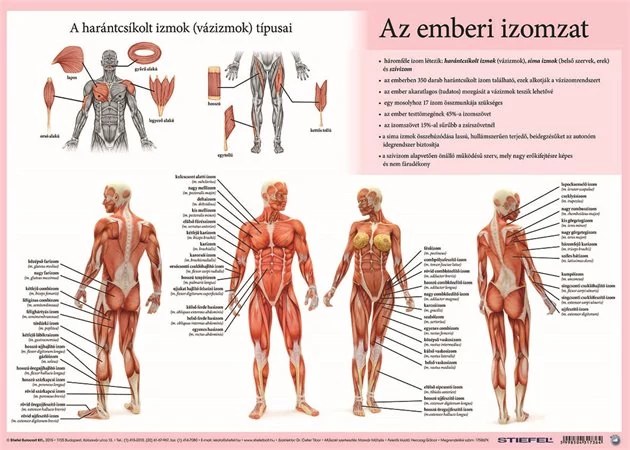 Könyökalátét, kétoldalas, A3, STIEFEL 